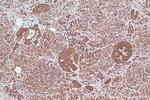 CISD1 Antibody in Immunohistochemistry (Paraffin) (IHC (P))