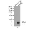 CISD1 Antibody in Immunoprecipitation (IP)