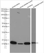 CISD1 Antibody in Western Blot (WB)