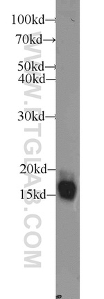 CISD1 Antibody in Western Blot (WB)