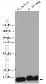 CISD1 Antibody in Western Blot (WB)