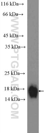 CISD1 Antibody in Western Blot (WB)