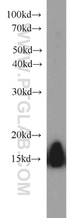 CISD1 Antibody in Western Blot (WB)