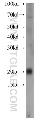 PLA2G12A Antibody in Western Blot (WB)