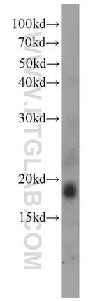 PLA2G12A Antibody in Western Blot (WB)