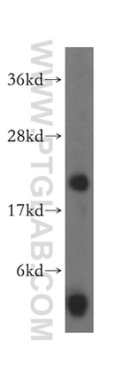 PLA2G12A Antibody in Western Blot (WB)