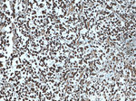 CYFIP1/2 Antibody in Immunohistochemistry (Paraffin) (IHC (P))