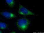 ARL1 Antibody in Immunocytochemistry (ICC/IF)