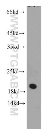 ARL1 Antibody in Western Blot (WB)