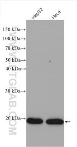 ARL1 Antibody in Western Blot (WB)