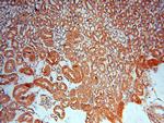 TRAPPC9 Antibody in Immunohistochemistry (Paraffin) (IHC (P))