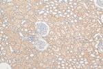 TRAPPC9 Antibody in Immunohistochemistry (Paraffin) (IHC (P))