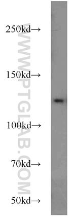 TRAPPC9 Antibody in Western Blot (WB)