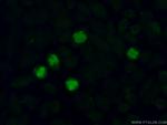 MMS19 Antibody in Immunocytochemistry (ICC/IF)