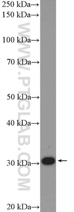 FBL Antibody in Western Blot (WB)