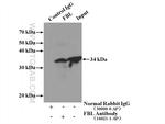 FBL Antibody in Immunoprecipitation (IP)