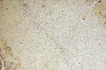 GALM Antibody in Immunohistochemistry (Paraffin) (IHC (P))