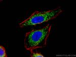 LETM1 Antibody in Immunocytochemistry (ICC/IF)