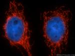 LETM1 Antibody in Immunocytochemistry (ICC/IF)