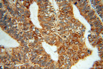 LETM1 Antibody in Immunohistochemistry (Paraffin) (IHC (P))