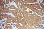 LETM1 Antibody in Immunohistochemistry (Paraffin) (IHC (P))