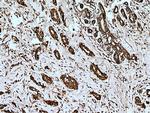 LETM1 Antibody in Immunohistochemistry (Paraffin) (IHC (P))