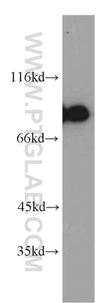 LETM1 Antibody in Western Blot (WB)