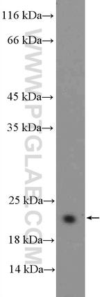 BCL2L2 Antibody in Western Blot (WB)