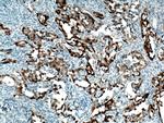 S100A1 Antibody in Immunohistochemistry (Paraffin) (IHC (P))