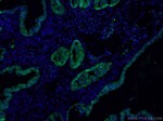 S100A1 Antibody in Immunocytochemistry (ICC/IF)