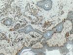 S100A1 Antibody in Immunohistochemistry (Paraffin) (IHC (P))