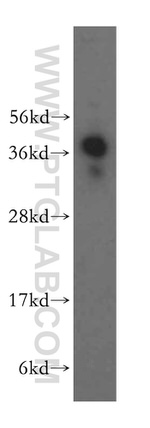 RNF2 Antibody in Western Blot (WB)