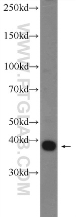 RNF2 Antibody in Western Blot (WB)