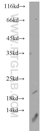 SRP19 Antibody in Western Blot (WB)