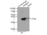 PSMD7 Antibody in Immunoprecipitation (IP)