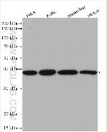 PSMD7 Antibody in Western Blot (WB)