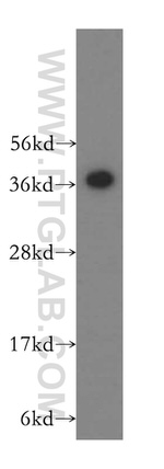 PSMD7 Antibody in Western Blot (WB)