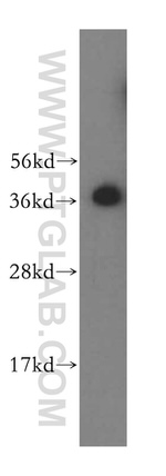 PSMD7 Antibody in Western Blot (WB)