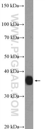 PSMD7 Antibody in Western Blot (WB)