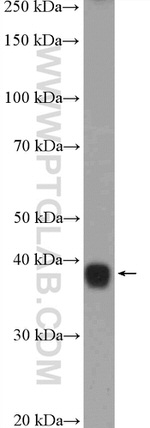 PSMD7 Antibody in Western Blot (WB)