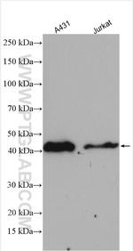 SERPINB2 Antibody in Western Blot (WB)