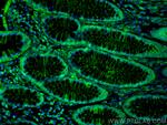 Amphiregulin Antibody in Immunohistochemistry (PFA fixed) (IHC (PFA))