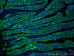 Amphiregulin Antibody in Immunohistochemistry (PFA fixed) (IHC (PFA))