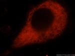 Amphiregulin Antibody in Immunocytochemistry (ICC/IF)