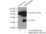 Amphiregulin Antibody in Immunoprecipitation (IP)