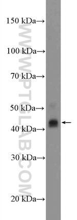 Amphiregulin Antibody in Western Blot (WB)