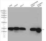 NDUFB6 Antibody in Western Blot (WB)