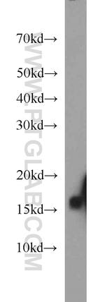 NDUFB6 Antibody in Western Blot (WB)