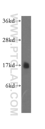 NDUFB6 Antibody in Western Blot (WB)