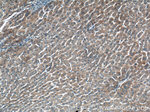 ALG5 Antibody in Immunohistochemistry (Paraffin) (IHC (P))